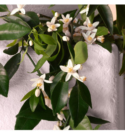 DOLCE&GABBANA DEVOTION EAU DE PARFUM INTENSE العطور