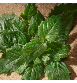 DOLCE&GABBANA DEVOTION FOR MEN EAU DE PARFUM العطور