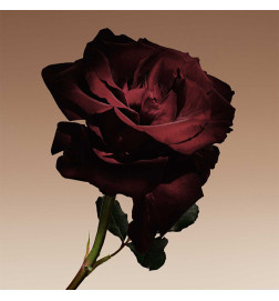 ARMANI PRIVE CUIR NU Perfumes