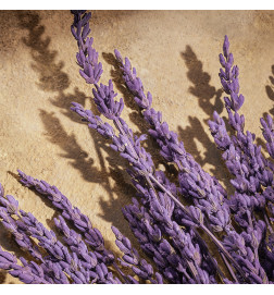 DOLCE&GABBANA DEVOTION MALE PARFUM العطور