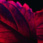 LA NUIT TRESOR ROUGE DRAMA EAU DE PARFUM INTENSE LA NUIT TRESOR ROUGE DRAMA EAU DE PARFUM INTENSE