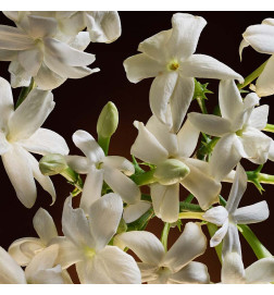 THE ONE EAU DE PARFUM INTENSE العطور