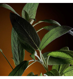 THE ONE FOR MEN RESTAGE EAU DE PARFUM Perfumes